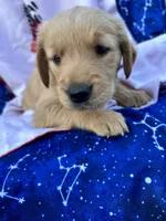 Bella's girl 4, a female Golden Retriever for sale in Pickens, SC – 2 of 9