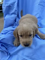 Bella's boy 2, a male Golden Retriever for sale in Pickens, SC – 3 of 9