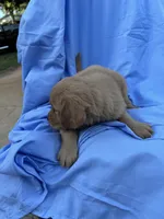 Bella's boy 2, a male Golden Retriever for sale in Pickens, SC – 2 of 9