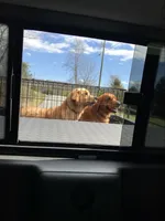Bella's boy 2, a male Golden Retriever for sale in Pickens, SC – 9 of 9