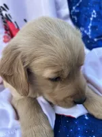Bella's girl 4, a female Golden Retriever for sale in Pickens, SC – 6 of 9