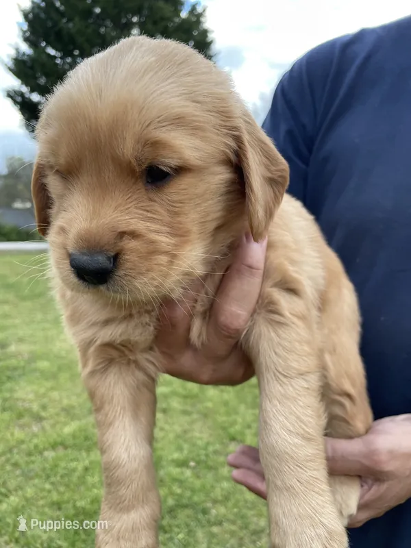 Bella's boy 1 – Golden Retriever puppy for sale in Pickens, SC