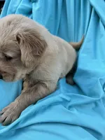 Bella's boy 3, a male Golden Retriever for sale in Pickens, SC – 3 of 6