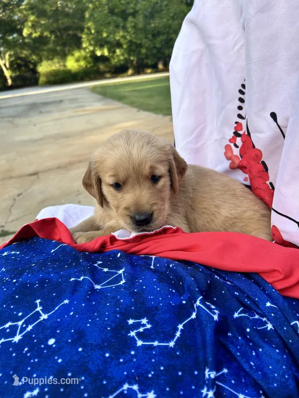 Bella's girl 4 – Golden Retriever puppy for sale in Pickens, SC