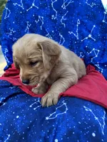 Bella's girl 1, a female Golden Retriever for sale in Pickens, SC – 2 of 10