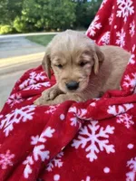 Bella's girl 2, a female Golden Retriever for sale in Pickens, SC – 6 of 7