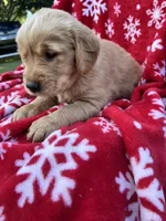 Bella's girl 2, a female Golden Retriever for sale in Pickens, SC – 5 of 7