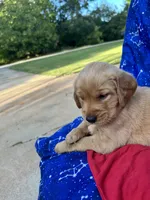 Bella's girl 1, a female Golden Retriever for sale in Pickens, SC – 6 of 10