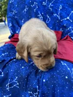 Bella's girl 1, a female Golden Retriever for sale in Pickens, SC – 3 of 10