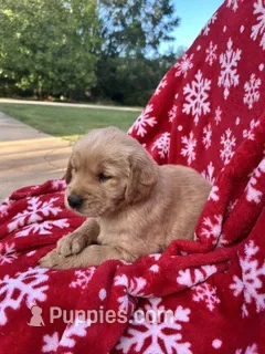 Bella's girl 2 – Golden Retriever puppy for sale in Pickens, SC
