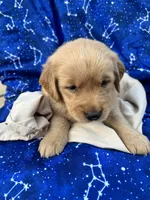 Bella's girl 3, a female Golden Retriever for sale in Pickens, SC – 7 of 7