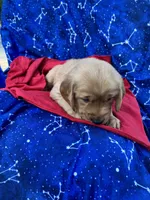 Bella's girl 1, a female Golden Retriever for sale in Pickens, SC – 4 of 10
