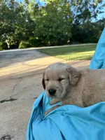 Bella's boy 3, a male Golden Retriever for sale in Pickens, SC – 2 of 6