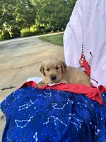 Bella's girl 4, a female Golden Retriever for sale in Pickens, SC – 3 of 9