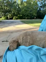 Bella's boy 3, a male Golden Retriever for sale in Pickens, SC – 6 of 6