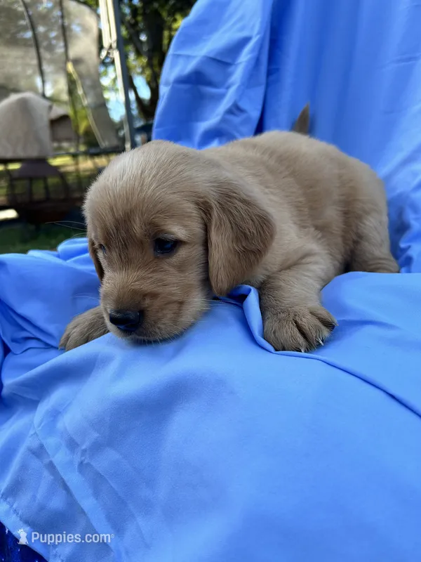 Bella's boy 2 – Golden Retriever puppy for sale in Pickens, SC