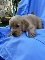 Bella's boy 2, a male Golden Retriever for sale in Pickens, SC – 1 of 9