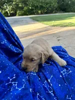 Bella's boy 1, a male Golden Retriever for sale in Pickens, SC – 3 of 10