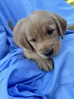 Bella's boy 2, a male Golden Retriever for sale in Pickens, SC – 6 of 9