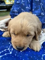 Bella's girl 3, a female Golden Retriever for sale in Pickens, SC – 2 of 7