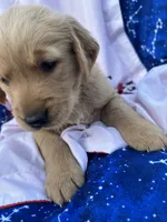 Bella's girl 4, a female Golden Retriever for sale in Pickens, SC – 4 of 9