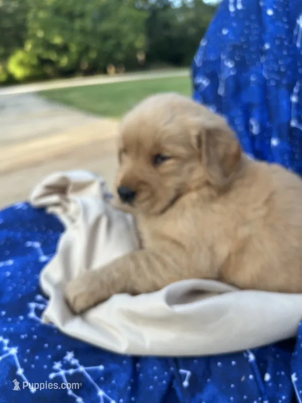 Bella's girl 3 – Golden Retriever puppy for sale in Pickens, SC