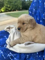 Bella's girl 3, a female Golden Retriever for sale in Pickens, SC – 1 of 7