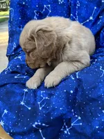 Bella's boy 1, a male Golden Retriever for sale in Pickens, SC – 5 of 10