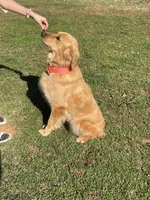 Bella's boy 1, a male Golden Retriever for sale in Pickens, SC – 9 of 10