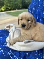 Bella's girl 3, a female Golden Retriever for sale in Pickens, SC – 5 of 7