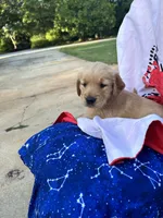 Bella's girl 4, a female Golden Retriever for sale in Pickens, SC – 5 of 9