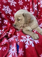 Bella's girl 2, a female Golden Retriever for sale in Pickens, SC – 3 of 7