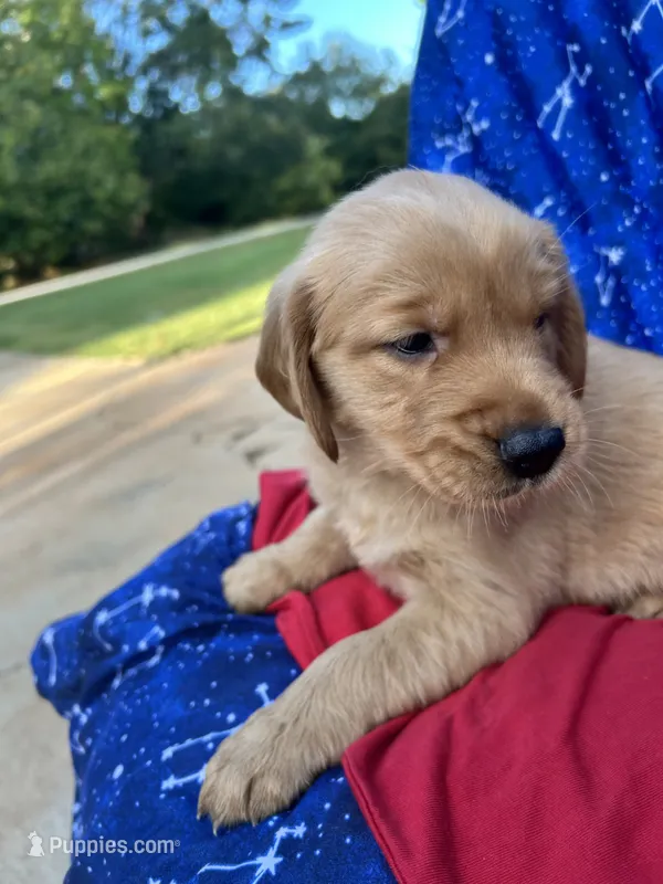 Bella's girl 1 – Golden Retriever puppy for sale in Pickens, SC