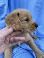 Bella's boy 2, a male Golden Retriever for sale in Pickens, SC – 4 of 9