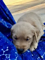 Bella's boy 1, a male Golden Retriever for sale in Pickens, SC – 2 of 10