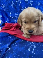 Bella's girl 1, a female Golden Retriever for sale in Pickens, SC – 7 of 10