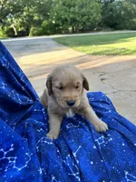 Bella's boy 1, a male Golden Retriever for sale in Pickens, SC – 7 of 10