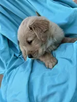 Bella's boy 3, a male Golden Retriever for sale in Pickens, SC – 4 of 6