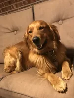 Bella's boy 2, a male Golden Retriever for sale in Pickens, SC – 8 of 9