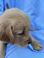 Bella's boy 2, a male Golden Retriever for sale in Pickens, SC – 5 of 9