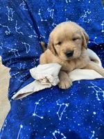 Bella's girl 3, a female Golden Retriever for sale in Pickens, SC – 6 of 7