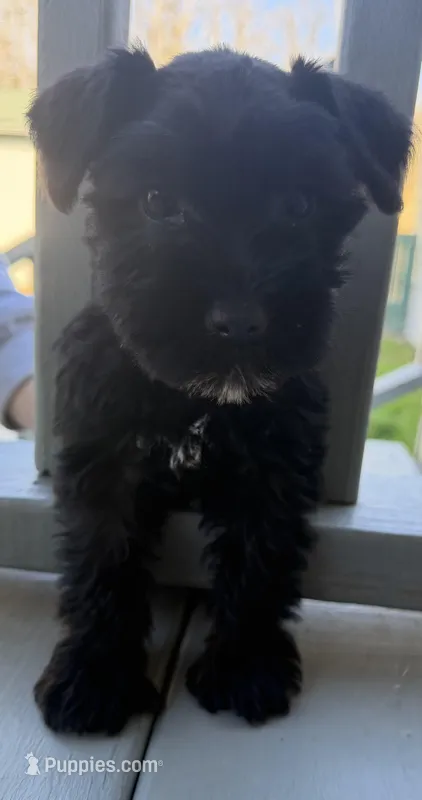 Frankie – Miniature Schnauzer puppy for sale in West Union, OH