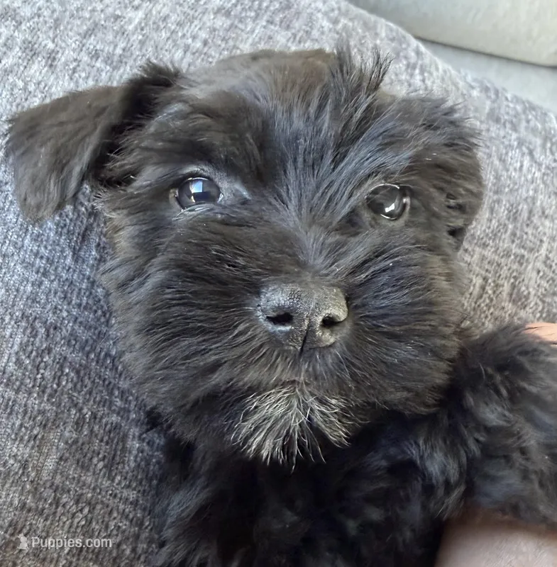 Fidget – Miniature Schnauzer puppy for sale in West Union, OH
