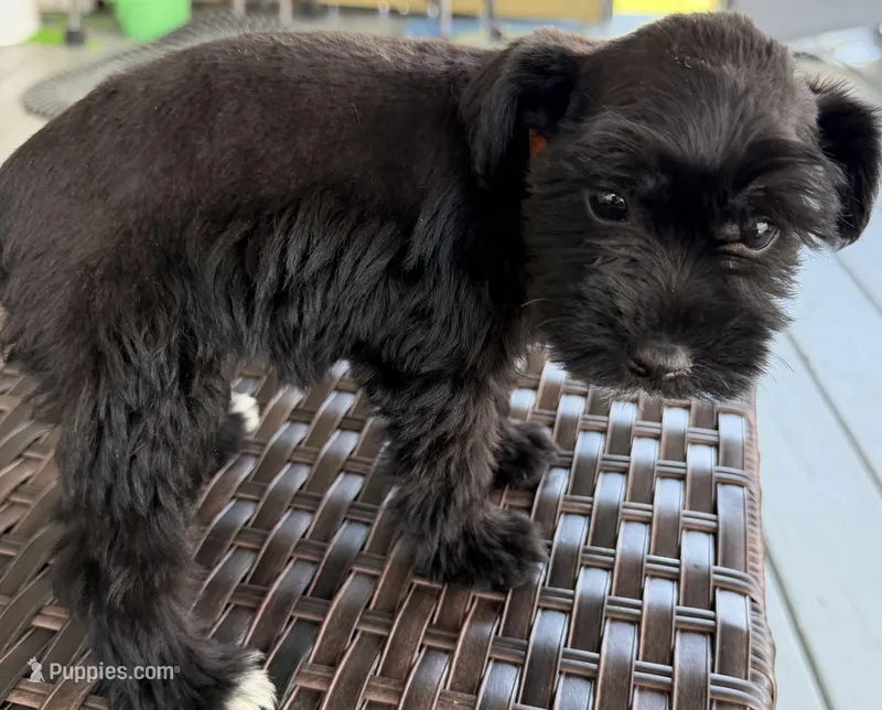 Friday – Miniature Schnauzer puppy for sale in West Union, OH