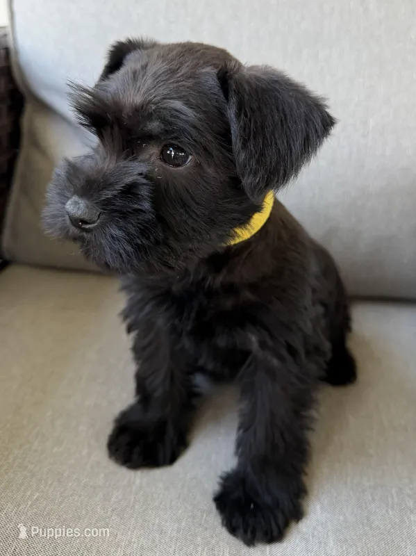 Fern – Miniature Schnauzer puppy for sale in West Union, OH