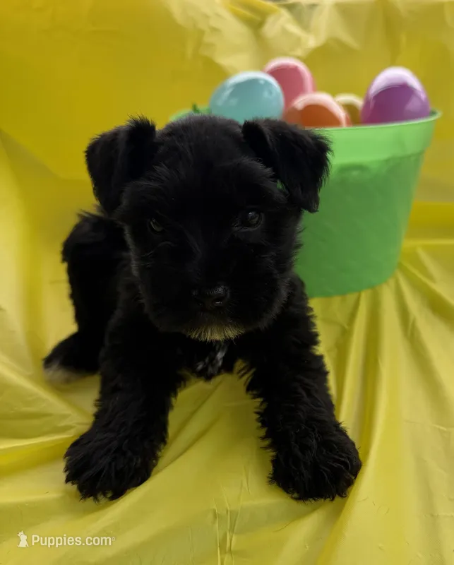 Fancy – Miniature Schnauzer puppy for sale in West Union, OH
