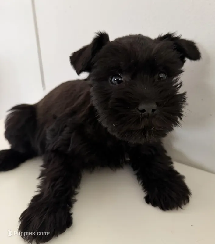 Florence – Miniature Schnauzer puppy for sale in West Union, OH