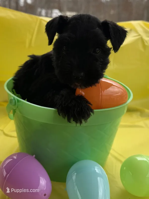 Felicia – Miniature Schnauzer puppy for sale in West Union, OH