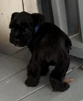 Ford, a male Miniature Schnauzer for sale in West Union, OH – Photo 2 of 2