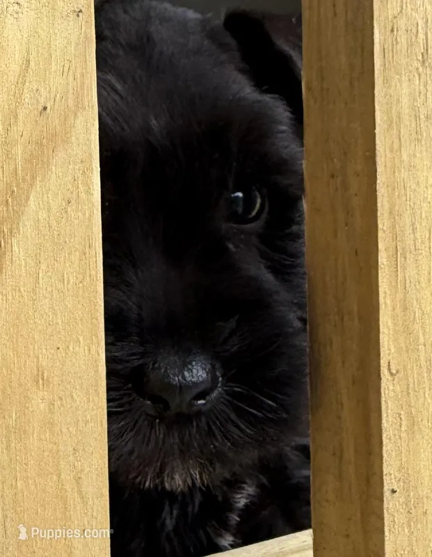 Ford – Miniature Schnauzer puppy for sale in West Union, OH